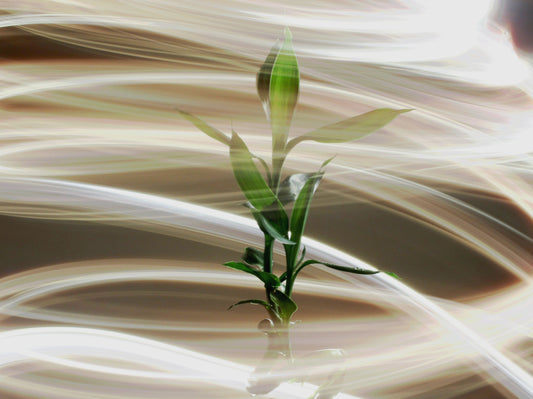 Transformation & Personal Growth