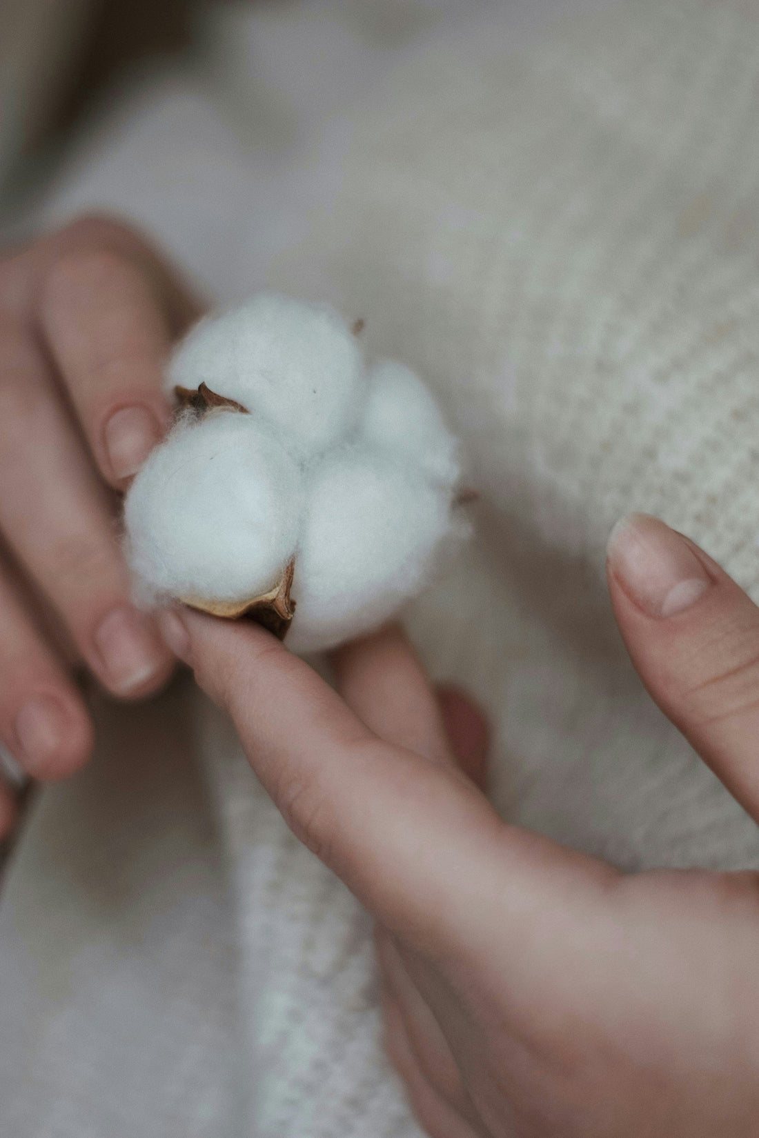 Cotton plant being held by a woman in her hands
